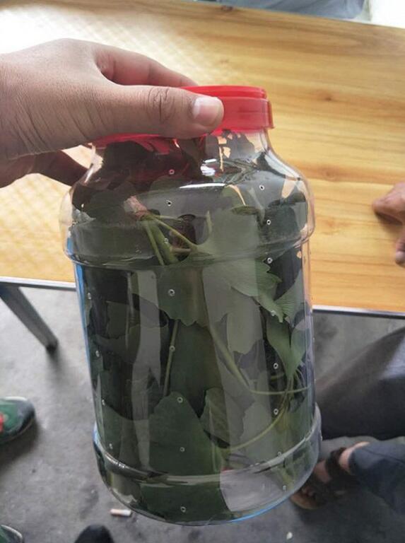 邮购运输萤火虫的罐,每瓶最多放500只。摄影:刘成伟