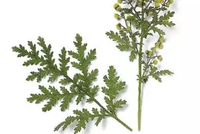 青蒿素历史争鸣：低温提取是创新吗？