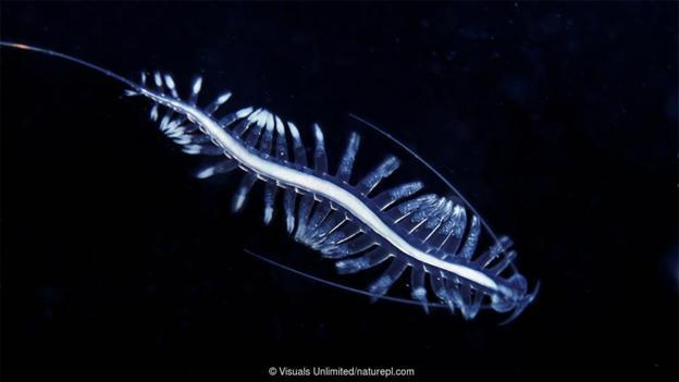 浮游生活的太平浮蚕(Tomopteris pacifica)