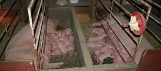 工厂化农场中的猪和幼崽。图源:Brightside Farm Sanctuary