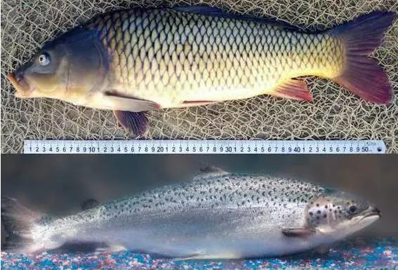 冠鲤生长速度为1-2kg/8月(上);水优的生长速度为1-2kg/18月(下)