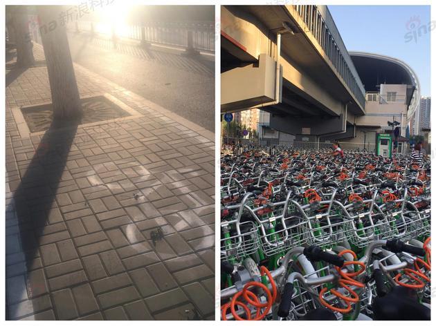 通州公共试点区域:不见企业单车身影