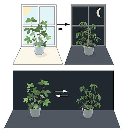 生物的生命活动受内在生物节律调控