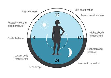 人体在一天中的不同生理活动也受生物钟调控