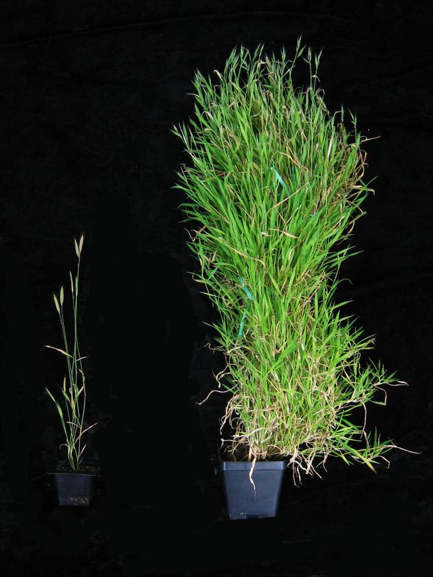 左图是非春化植物,右图是春化植物