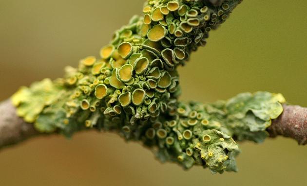 地衣是一种复合生物,它们由生长在菌丝内的光合藻类或蓝细菌组成。然而,这种伙伴关系是如此紧密和独特,以至于它们就像单一的有机体一样运作。