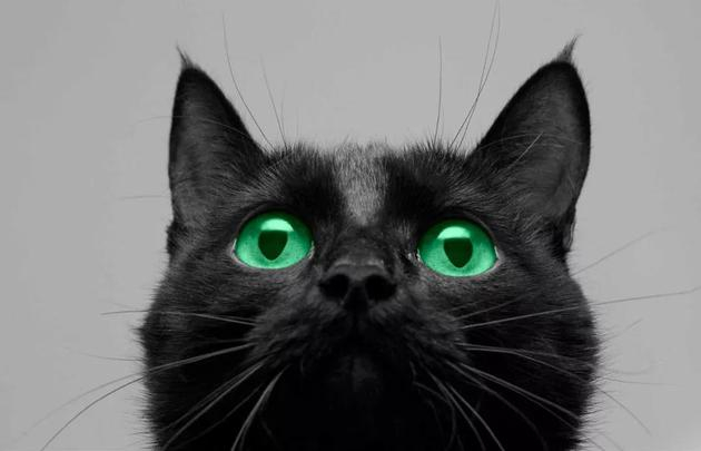 纯黑的猫在中世纪被认定为与魔鬼崇拜有关。图源:skepticism.org