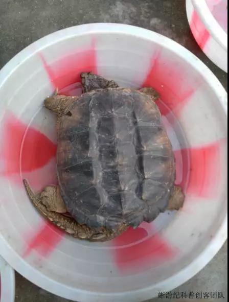 成都新都宝光寺门口贩卖的拟鳄龟Chelydra serpentina