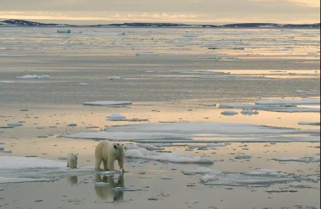 海冰上带着幼崽的母熊。图片来源:KT MILLER / POLAR BEARS INTERNATIONAL