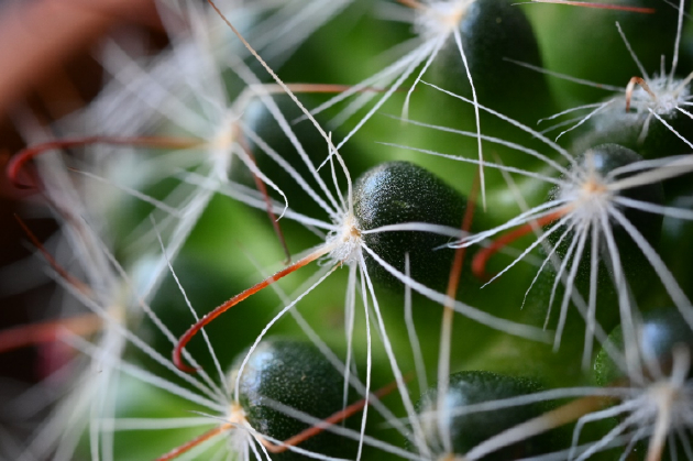 以远摄之力，定格生灵灵动