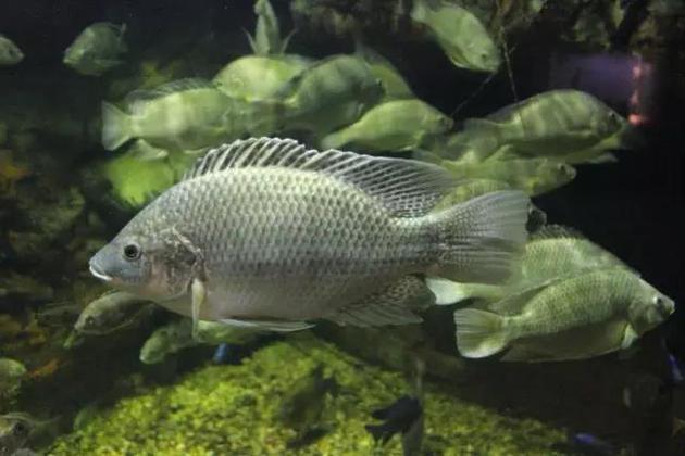 罗非鱼Oreochromis mossambicus(源自维基百科)