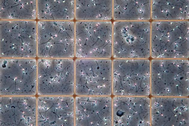 为研究太空环境对人类生育的影响,科学家先用精子展开了实验。