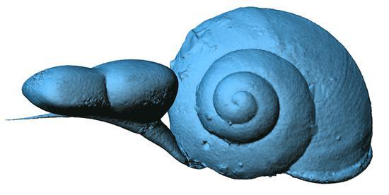 缅甸琥珀中带触角等软组织的蜗牛的3D重建(制图:邢立达)