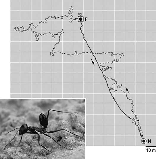 沙漠蚂蚁强箭蚁(Cataglyphis fortis)的一只工蚁,离开蚁巢(N)后,腹部向上抬起并快速奔跑,沿着一条摇摆不定的线路寻找食物(F)。它可以沿直线返回蚁巢( 来自Rüdiger Wehner, The Desert Navigator, 2020)
