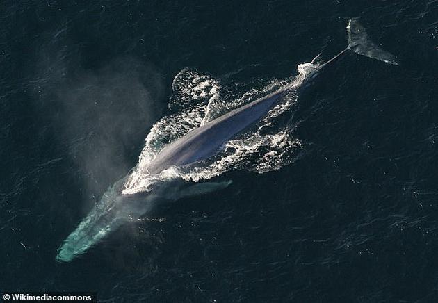 1、英国科学家称,海洋大型生物受气候变化的威胁最大,预计到2120年全球20%大型海洋生物将灭绝消失。据悉,大型海洋生物包括:鲨鱼、鲸鱼、北极熊、海龟、帝企鹅等。