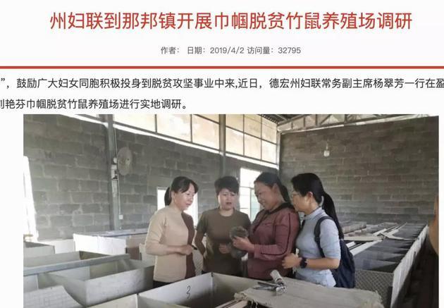 目前,竹鼠的人工饲养繁殖已经很成熟了,目前市面上销售的竹鼠多为合法的人工养殖