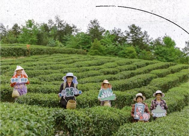 喜茶在贵州·梵净山的自有茶园,图片来源于喜茶官方公众号