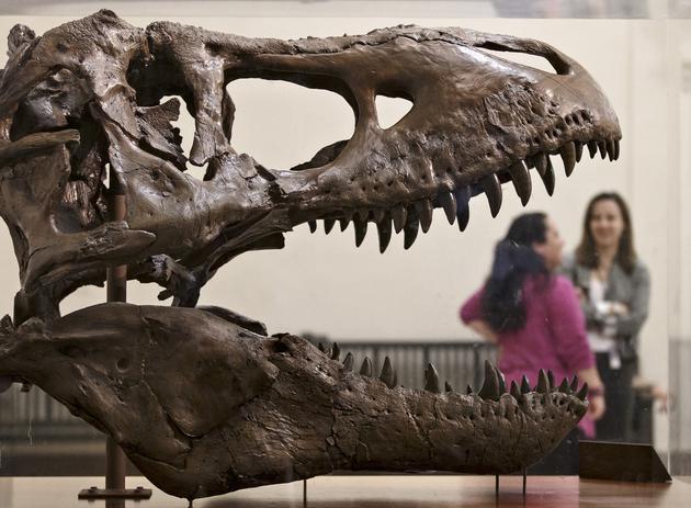 霸王龙这种体长15米、体重6350公斤的庞然大物在地球上仅存在了200万年,在恐龙1.65亿年统治时期里,它们的存在是微不足道的