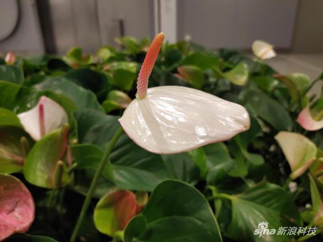 室内样张,白色花瓣细节纹理得到保留