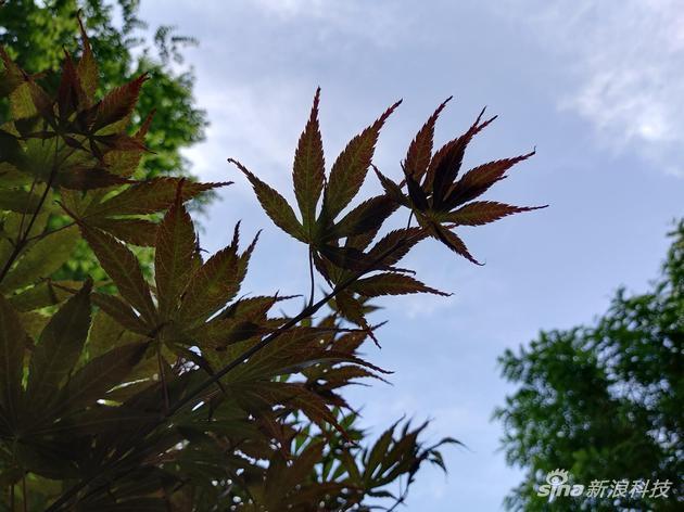 逆光样张,开启HDR