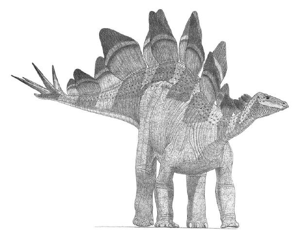 威武的履甲类恐龙——剑龙(Stegosaurus)