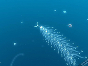 Think2018:IBM发布未来五年五大科技预测之浮游生物