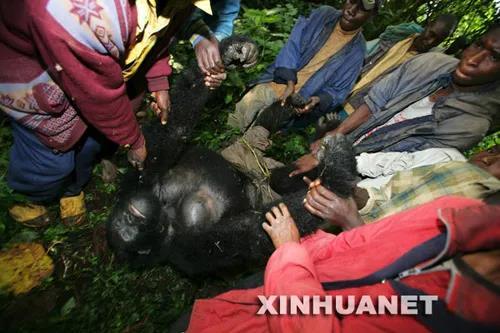 在刚果(金)的维龙加国家公园,人们抬起一只被杀害的山地大猩猩的尸体(2007年7月24日摄)图片来源:新华社