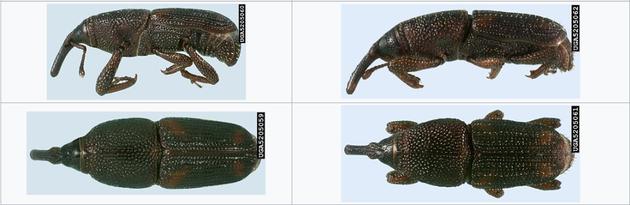 玉米象(右)和米象(左)对比图