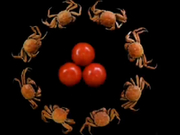 央视315辟谣食物相克：螃蟹与西红柿不能同吃？假的