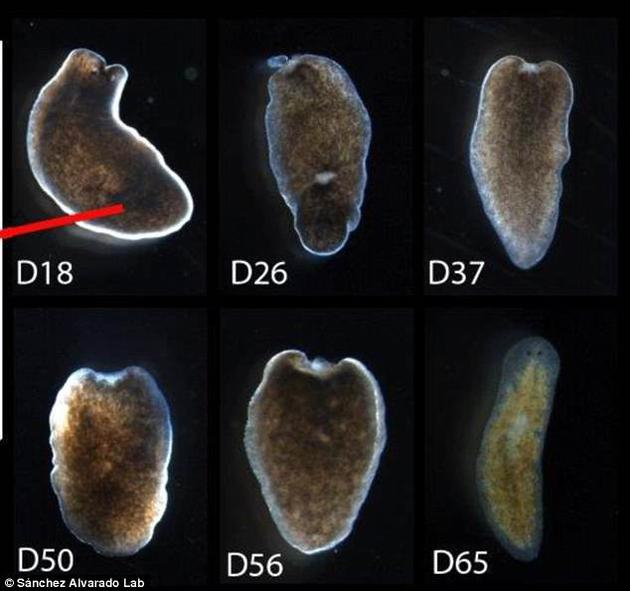 所有生物都具备一定的再生能力,人类也不例外。但蚯蚓、海星等无脊椎动物的再生能力要发达得多。图为研究人员在实验中用到的部分涡虫。