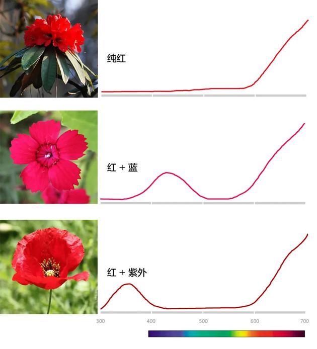 不同色调的红