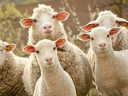 电商法起草专家：拼多多可撤销用优惠券产生的消费