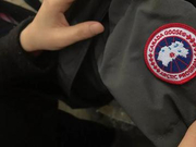 真假加拿大鹅再生事端：网易考拉赴东莞实物鉴定无果