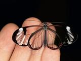 这只蝴蝶拥有隐形的翅膀