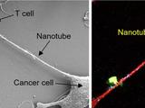 首次发现：癌细胞竟能“伸出大手”，掏走免疫细胞的线粒体！
