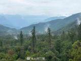 76.8米！西藏发现中国大陆已知最高的树