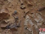 内蒙古发现一处新的恐龙化石 初判为禽龙类化石