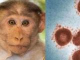 基因测序证实猴痘已大规模社区传播 国卫生官员为6