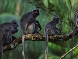 婆罗洲发现神秘“杂交猴子”，能够哺育后代