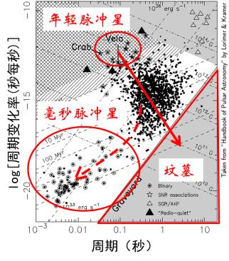 图6 正常情况下,脉冲星大致沿着带箭头红色实线生老病死。小部分脉冲星靠着吸积伴星物质,沿着带箭头红色虚线发育成毫秒脉冲星。