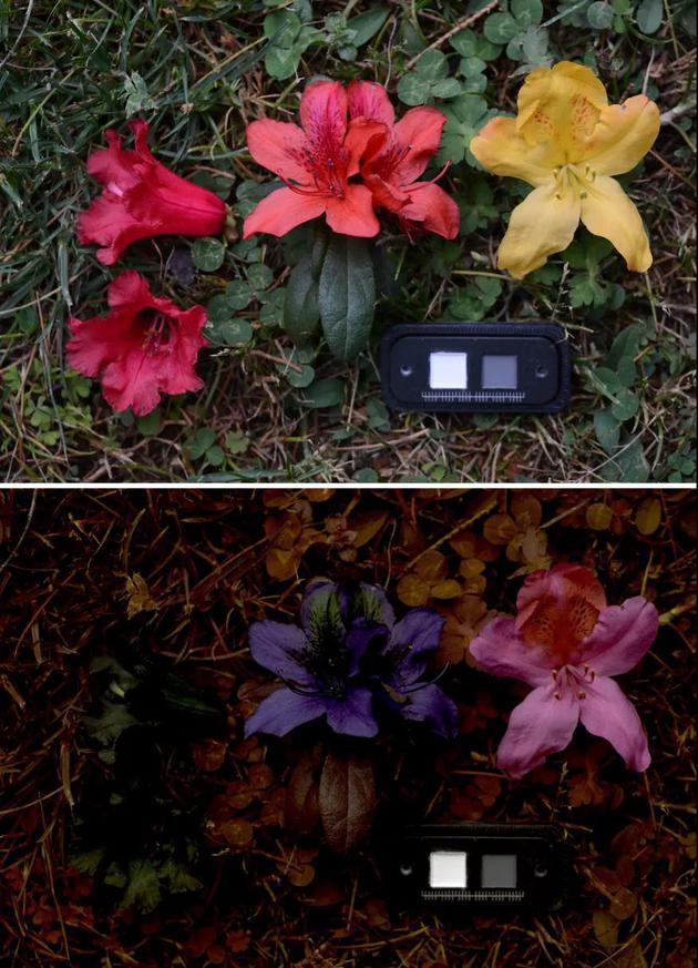 同样的花,在人类和蜜蜂眼中是不同的颜色(上:人眼中的效果;下:蜜蜂眼中的效果 假彩色模拟)