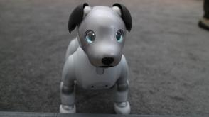 索尼aibo数码狗试玩