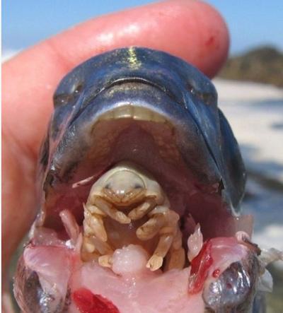 或许最不可思议的寄生动物要属缩头鱼虱(学名:Cymothoa exigua),又被称为“食舌虫”。