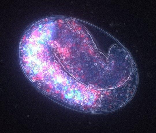 科学家以基因完全相同的秀丽隐杆线虫(学名:Caenorhabditis elegans)作为实验材料,对母亲年龄对后代生理特征的影响等问题进行了研究。