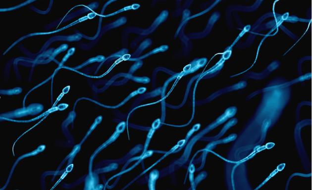 我们正面临一场“精子末日”吗?