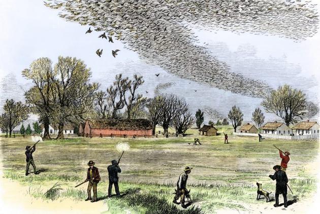 这张插画描绘了欧洲人射杀大群旅鸽的场景。插画作者史密斯·本尼特(Smith Bennett)