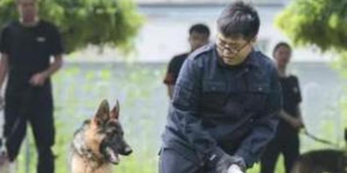 中国刑警学院竞售54只淘汰受训犬 淘汰原因竟是 手机新浪网