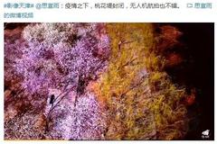 运河桃花节停办！别着急，咱这样看花！太美了……