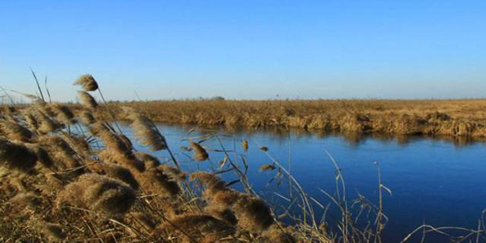 武清区全方位保护大黄堡湿地