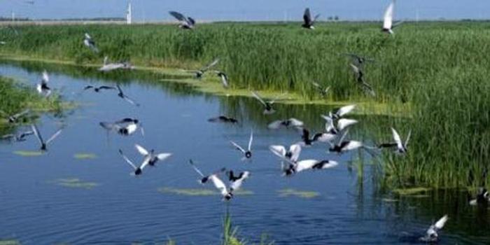 湿地,今后本市将建立湿地生态补偿制度,对湿地自然保护区实施退耕还湿